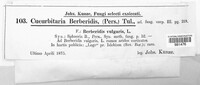 Cucurbitaria berberidis image